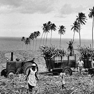 English 616 field work near palm trees
